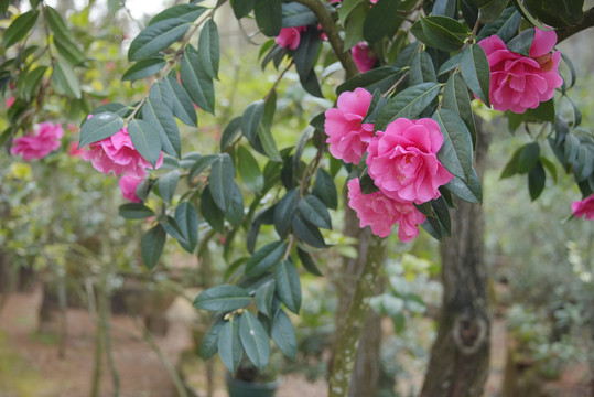 山茶花