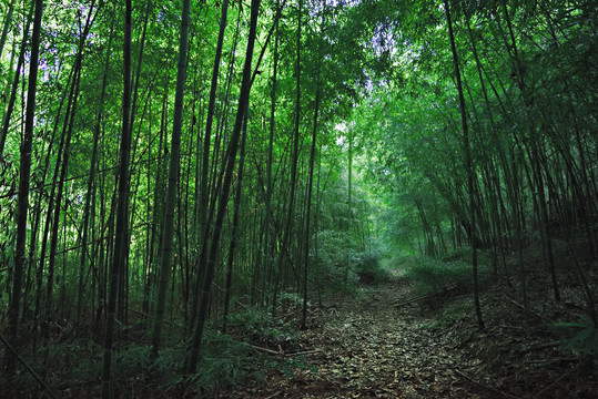 原生态竹林