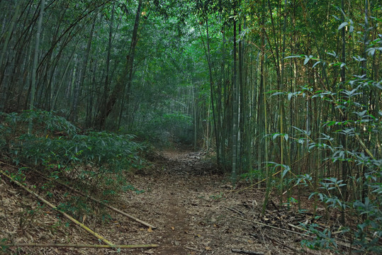 原生态竹林