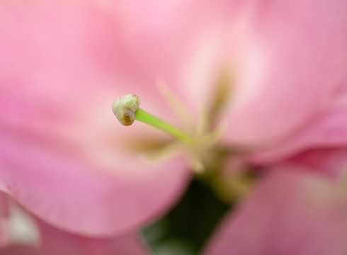 粉色香水百合花蕊特写