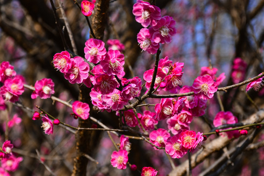 梅花