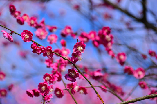 梅花