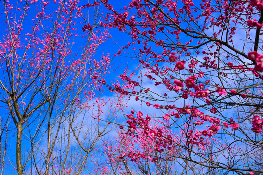 梅花