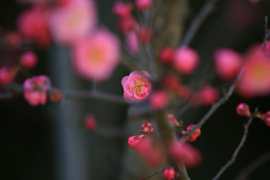 梅花