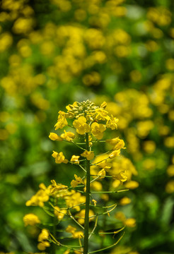 油菜花