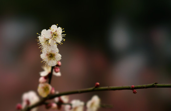 花卉