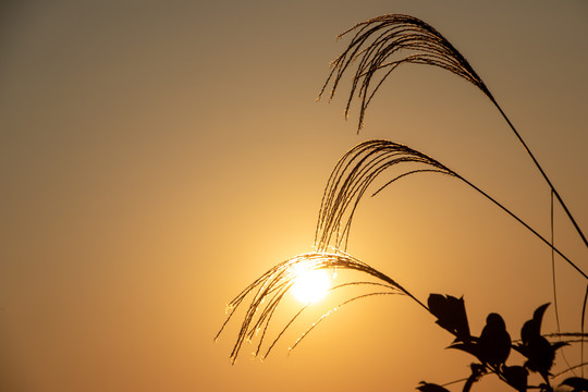 芦苇毛草夕阳