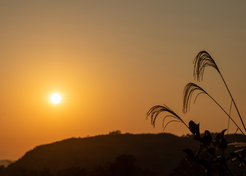 芦苇毛草夕阳