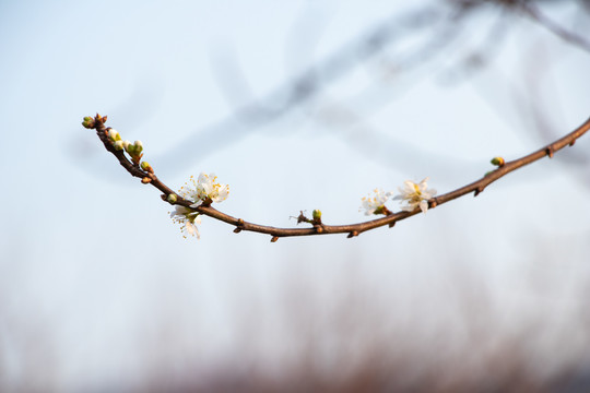 梨树梨花