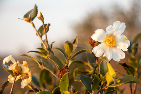 山茶花