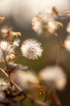 白色球状花朵