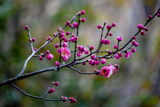 梅花