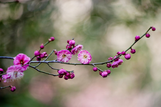 梅花