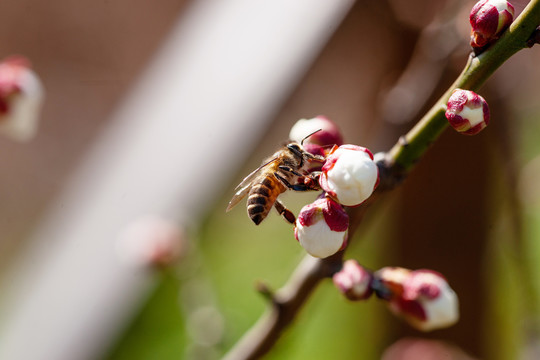 蜜蜂采蜜