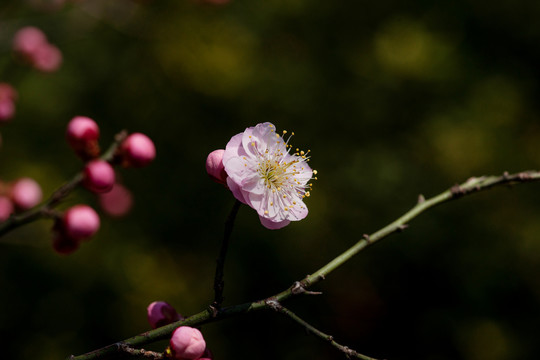 红梅