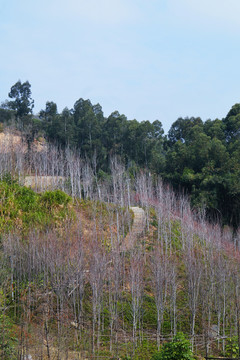 福山郊野公园