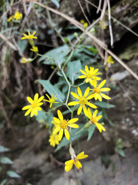 野生菊花