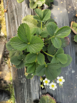 草莓植株特写