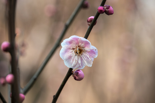 梅花迎春