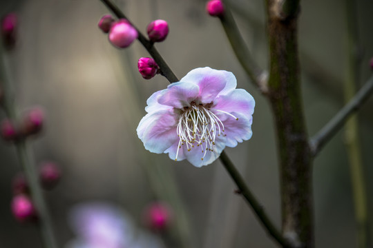 梅花