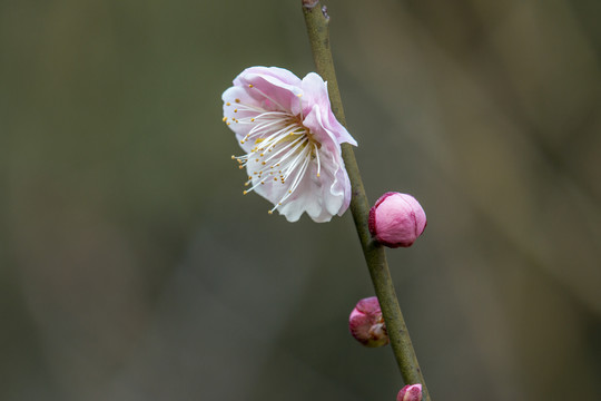 清新梅花