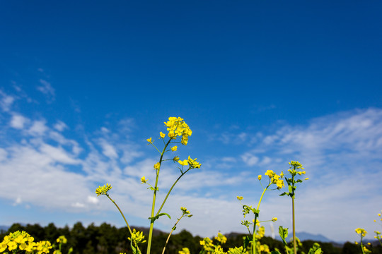 油菜花