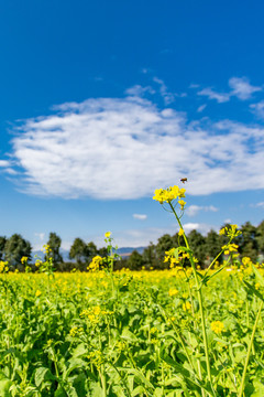 油菜花