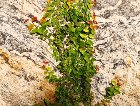 石生植物