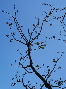 树枝蓝天
