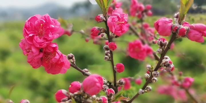 桃花壁画