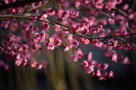 红梅花