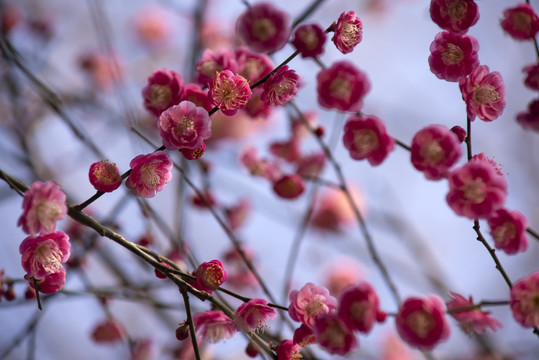 红梅花