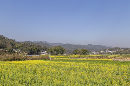 油菜田