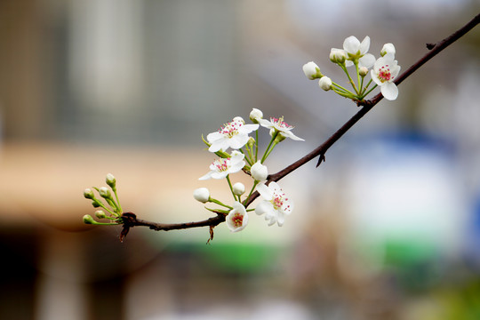 春枝玉挂