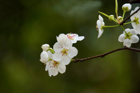 白色梨花