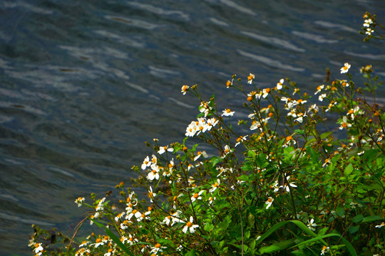 河边的野花