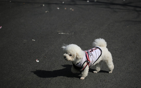 比熊犬