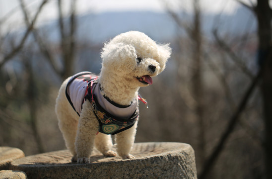 比熊犬