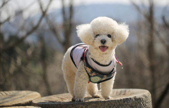 石磨上的比熊犬