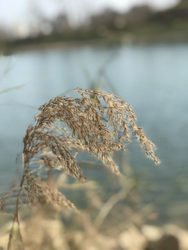 江边芦苇