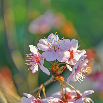 樱花