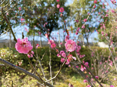 桃花特写