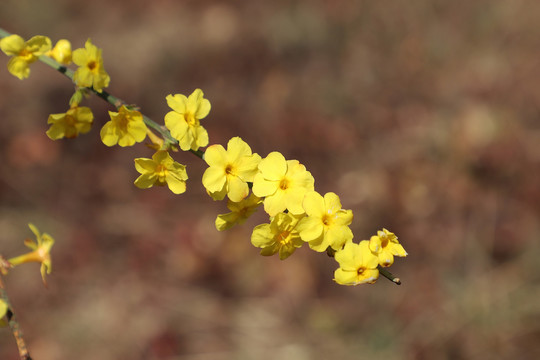 迎春花开