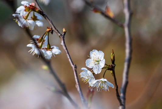 樱花