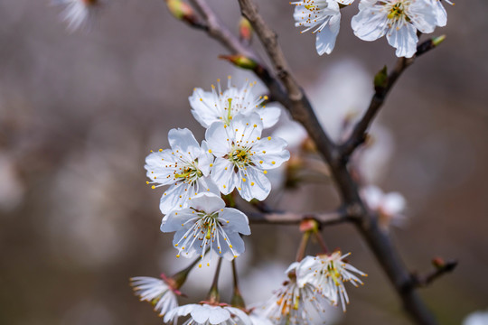 樱花