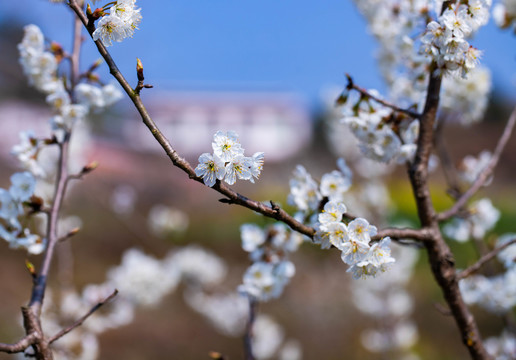 樱花