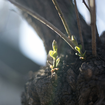 丁香花树发新芽