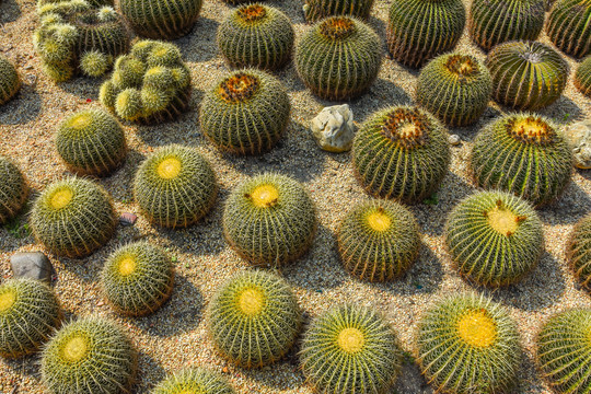 沙生植物