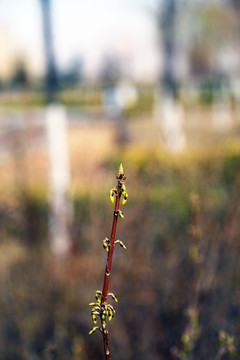 春芽