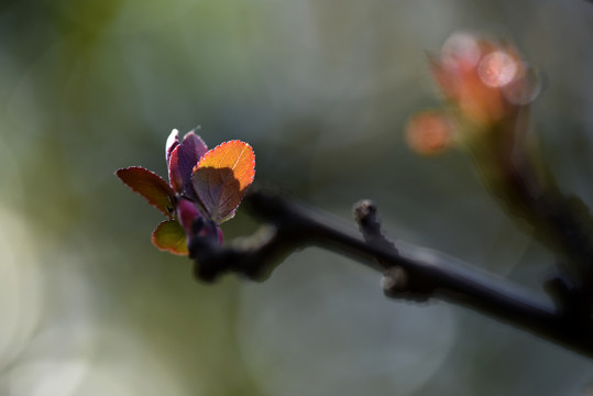 春芽